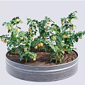 Yellow Tomato Plants Growing in Metal Container With Green Leaves and Fruits