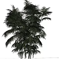 Lush Green Palm Plant with Long Slender Trunks and Vibrant Foliage against White Background