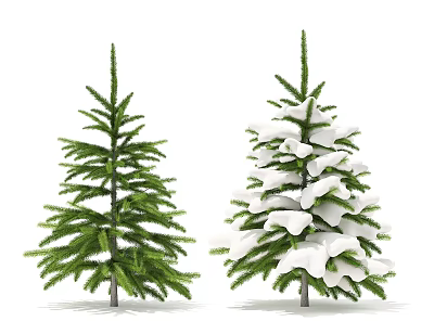 Evergreen Trees Showing Green Leaves And Snow Covered Branches Side By Side 3d model