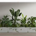 Indoor Bonsai Potted Plants Arrangement With Concrete Planter And Diverse Green Foliage