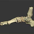 Detailed 3D Anatomical Foot Skeleton Model For Medical Device Visualization Applications