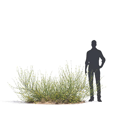 Green Herb Plant With Yellow Flowers And Black Silhouette Figure On White Background 3d model