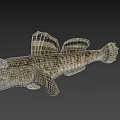 Unique Aquatic Fish With Large Eyes Open Mouth Textured Skin And Fan Shaped Fins