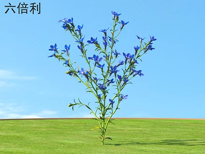 Blue Lobelia Flowers Blooming In Green Grass Under Clear Blue Sky 3d model