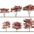 Six Red Leaf Arbor Trees Showcasing Diverse Canopy Shapes And Vibrant Foliage 3d model