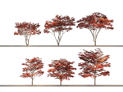 Six Red Leaf Arbor Trees Showcasing Diverse Canopy Shapes And Vibrant Foliage 3d model