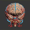 Advanced Medical Device for Brain Vessel Visualization Using 3D Modeling Technology