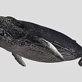 Realistic Black Whale With Spotted Body And Flipper Marine Creature