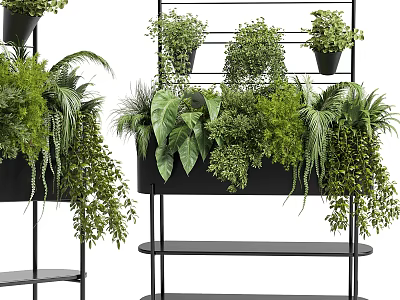 Various Green Potted Plants Displayed On Black Metal Shelves With Ferns And Trailing Leaves 3d model