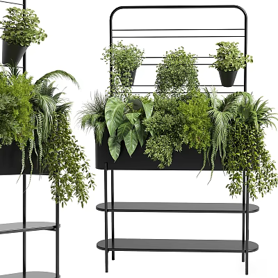 Various Green Potted Plants Displayed On Black Metal Shelves With Ferns And Trailing Leaves 3d model