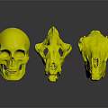 Colorful Anatomical Skull Organ Models With Hair Details On Black Reflective Background