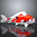 Aquatic Animal Koi Fish With Red White Black Color Pattern And Reflection On Dark Surface