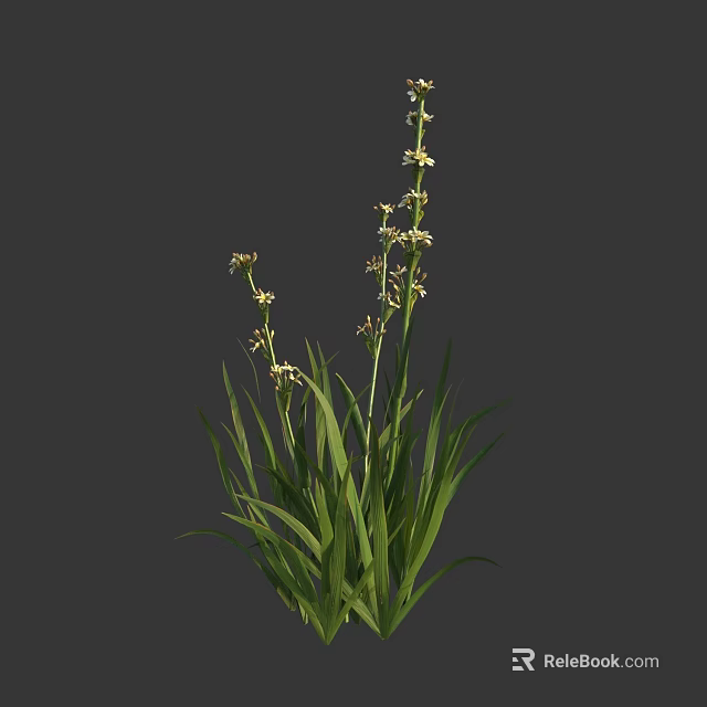 Slender Stemmed Herb With Long Green Leaves And Small White Flowers 3d model 