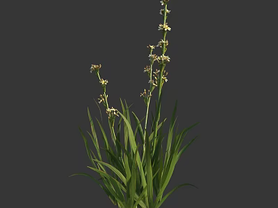 Slender Stemmed Herb With Long Green Leaves And Small White Flowers 3d model