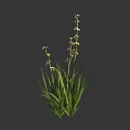 Slender Stemmed Herb With Long Green Leaves And Small White Flowers