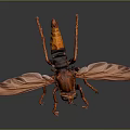 Brown Fly with Yellow and Black Abdomen Transparent Wings and Orange Legs on Dark Background