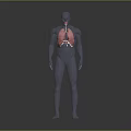 Human Head Organs 3D Anatomical Model Showing Detailed Facial Organ Structures