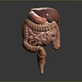 Human Abdominal Organs 3D Anatomical Model Showing Liver Stomach And Intestines