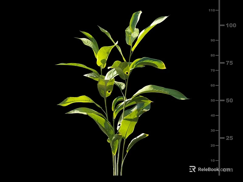 Vibrant Green Leafy Plant With Fresh Lush Leaves And Measured Height On Black Background 3d model 