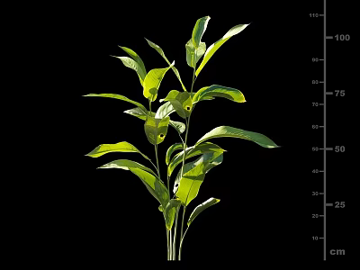 Vibrant Green Leafy Plant With Fresh Lush Leaves And Measured Height On Black Background 3d model