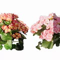 Vibrant Red And Pink Garden Flowers With Fresh Green Leaves And Lush Blooms