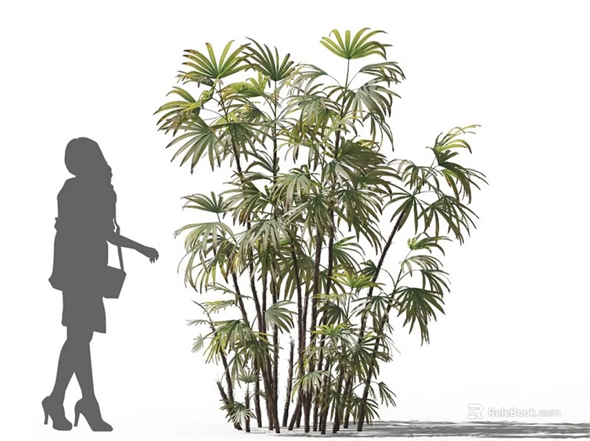 Tall Clustered Bamboo Plants With Lush Feathery Leaves As Ornamental Greenery 3d model 
