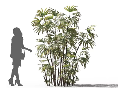 Tall Clustered Bamboo Plants With Lush Feathery Leaves As Ornamental Greenery 3d model