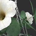 White Petunia Flowers With Green Leaves And Silver Chain In Garden View
