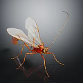 Orange Red Insect With Transparent Wings And Long Antennae On Dark Background