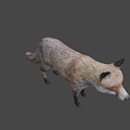 Detailed Realistic 3D Red Fox Full Body Model Standing on Gray Background 3d model