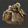Yellow And Brown Mushroom With Irregular Shape Displaying Natural Growth Structure Features 3d model