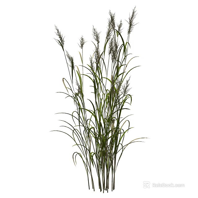 Slender Ornamental Grass With Green Leaves And Feathery Plumes For Garden Decor 3d model 