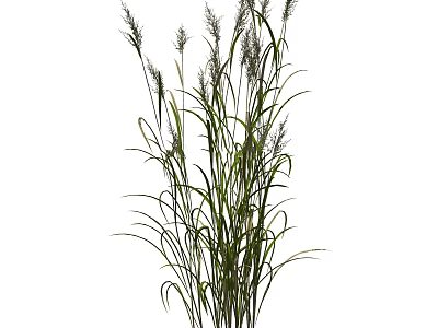 Slender Ornamental Grass With Green Leaves And Feathery Plumes For Garden Decor 3d model