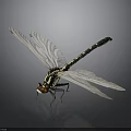Close up dragonfly with transparent wings black and white striped body and red eyes