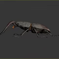 Detailed Flying Animal Stag Beetle With Large Mandibles Dark Exoskeleton And Orange Accents