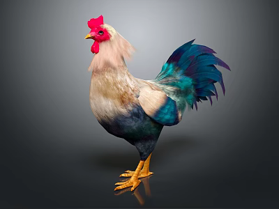 Colorful Rooster With Red Comb Yellow Beak And Turquoise Tail Feathers On Dark Background 3d model