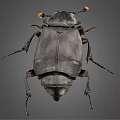 Black Flying Beetle with Orange Antenna Tips on Gray Background Closeup View