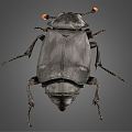 Modern Beetle 3d model