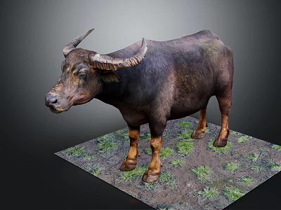 Water Buffalo Standing on Grassy Dirt Ground with Green Grass Patches 3d model