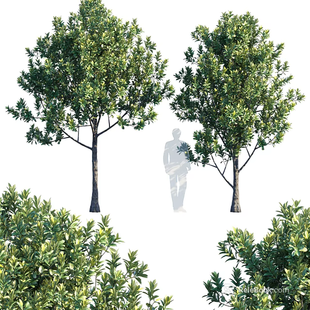 Tall Lush Green Leafy Arbor Trees With Thick Trunks And Dense Foliage Around 3d model 