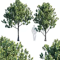 Tall Lush Green Leafy Arbor Trees With Thick Trunks And Dense Foliage Around