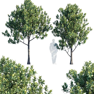 Tall Lush Green Leafy Arbor Trees With Thick Trunks And Dense Foliage Around 3d model