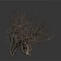 Three Leafless Trees with Bare Trunks and Branches on White Background with Reflection