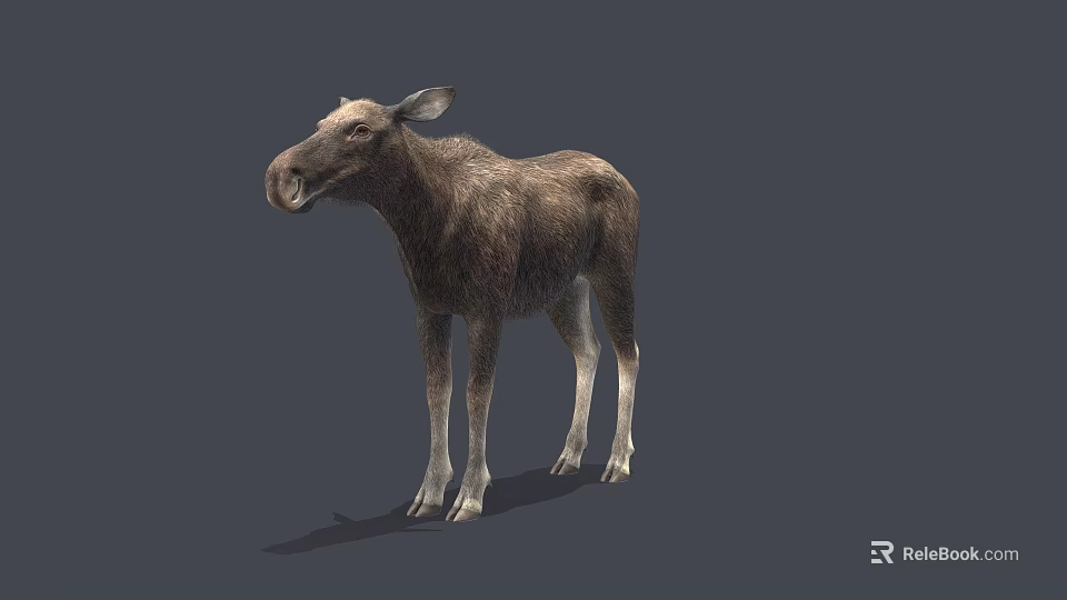 Realistic Brown Moose 3D Model Standing in Natural Pose with Detailed Fur 3d model 
