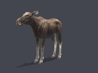 Realistic Brown Moose 3D Model Standing in Natural Pose with Detailed Fur 3d model