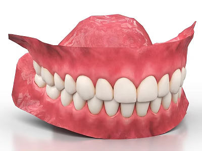 Healthy Human Teeth And Gums Structure In Dental Anatomy Model 3d model