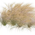 Beautiful Brown Fluffy Ornamental Grass With Slender Leaves On Purple Background