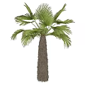 Tall Lush Palm Tree With Green Fronds Brown Trunk And Grass Base