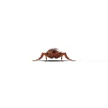 Brown Reptile Crawling On White Background In Detailed Close Up View