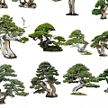 Diverse Artistic Shaped Arbor Trees With Unique Trunk Branch And Foliage Styles
